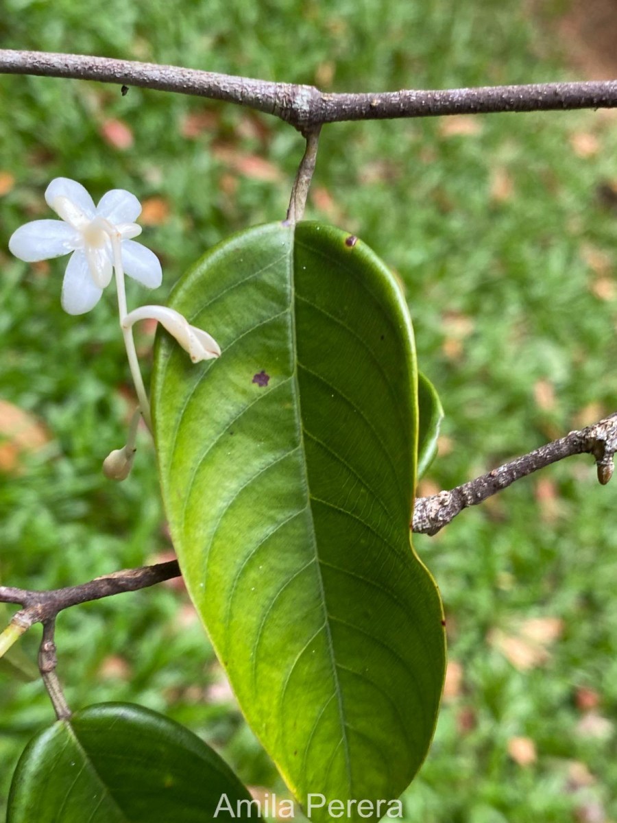 Doona venulosa Thwaites P.S.Ashton